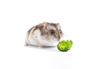 Wall Mural - Dwarf gray hamster isolated on white background.Cute baby hamster, standing facing front.hamster eating food