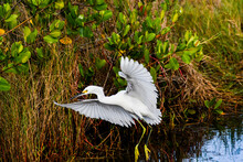 Snowy Egret Flying In The Merritt Island National Wildlife Refuge, Florida
