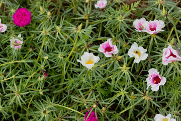 Wall Mural - Flor onze-horas no jardim - portulaca grandiflora