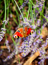 Aglais Io Butterfly On A Lavender Flower