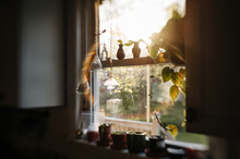 Window In The Golden Hour With Plant Propagations And Sun Flare