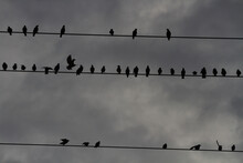 A Flock Of Starlings Perches On Some Power Lines In A Cloudy Day