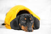 Sad Or Tired Dachshund Puppy In Bright Yellow Terry Bathrobe Lies On White Bed Linen, Front View, Copy Space For Advertising. Lovely Pet After Taking Shower. Daily Hygiene Procedures.