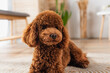 © LIGHTFIELD STUDIOS - brown groomed poodle resting in modern apartment.