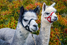 Horizontal Image Of Two Haltered Huacaya Alpacas In Front Of A Winterberry Holly With Red Berries And Yellow Fall Leaf Color