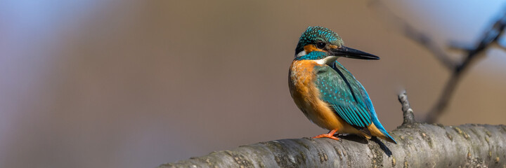 male common kingfisher perching image with copy space.