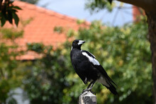 Regal-looking Australian Magpie Perched Atop A Wooden Fence Post, With Its Head Turned As Its Eye Gleams In The Sunlight, In Front Of Bright Green Foliage And A Red-tiled Roof