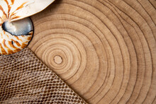 Snail Shell On Wooden Background