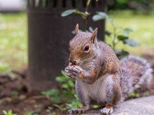 Gray Squirrel Set Portrait In The Garden