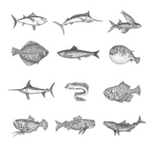 Sea And Ocean Isolated Fish Vector Sketches. Tuna, Blue Marlin, Anglerfish And Puffer Fish, Flounder, Herring And Moray Eel, Flying Gurnard, Perch And Swordfish, Isolated Hand Drawn Monster Animals