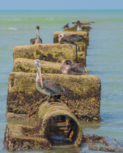 Pelicans Sitting On The Rocks