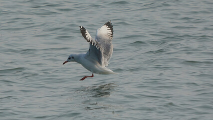 Brown-headed gull