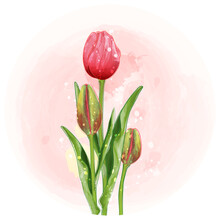Tulips Watercolor Clipart Illustration With Pink Background.