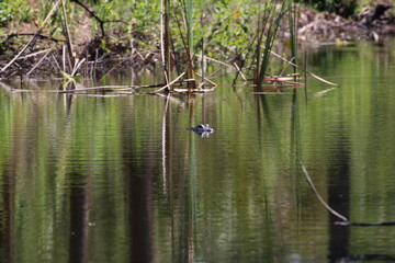 Poster - American Alligator