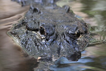 Canvas Print - Alligator