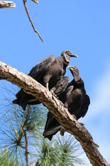 Canvas Print - black vulture