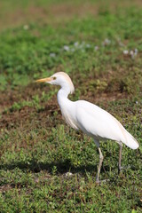 Poster - cattle egret