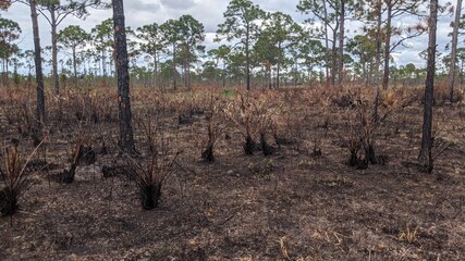 Poster - Forest Fire