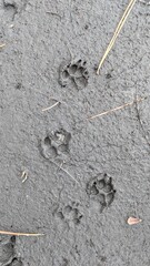 Poster - Animal Tracks