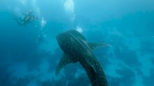 Big Whale Shark In Tropical Blue Waters Swims Away From Camera Between Several Divers In 30fps.