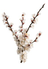 Canvas Print - Beautiful natural blooming tree spring flowers.