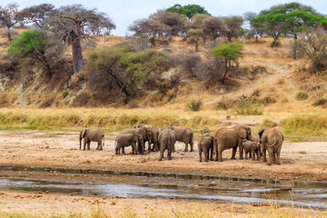 Canvas Print - Herd of african elephants at the Tarangire river in Tarangire National Park, Tanzania