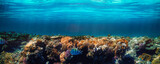 Fototapeta Fototapety do akwarium -  underwater coral reef on the red sea