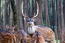 Spotted Deer Or Deer Axis, Deer With White Spots On Their Bodies Are Eating Leaves