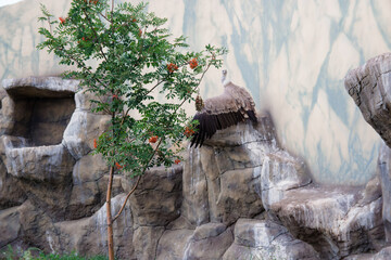 Griffon Vulture sits on a rock in a cliff. Rowan tree in the foreground. Gyps fulvus. Big bird. Portrait. Wildlife, Africa.