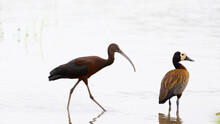 Glossy Ibis And White Face Whistling Duck