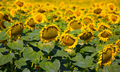 Wall Mural - Sunflower seeds. Sunflower field, growing sunflower oil beautiful landscape of yellow flowers of sunflowers against the blue sky, copy space Agriculture