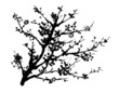 © meiko_KODAKA - plum blossom