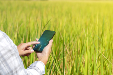 Innovation technology for the smart farm system, Agriculture management, Hand holding smartphone with smart technology in rice field modern technology application in agricultural growing activity