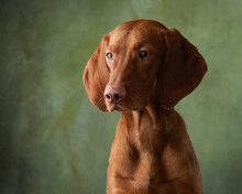 A Dog On A Textured Canvas Background In A Photo Studio. Hungarian Vizsla Portrait