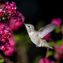 Close-up Of A Hummingbird Pollinating A Flower, British Columbia, Canada
