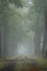 Wall Mural - a person walking the dog in lane on a morning with dense fog.