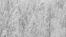 Black And White Filtered Beautiful Springtime Morning Rural Landscape. Close-up View 4k Stock Video Footage Of Many Branches Of Spring Trees Blooming With Fluffy Green Buds
