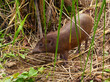 © Wayne Jones - An endangered Pygmy Hog (Porcula salvania) at the conservation centre at Nameri.