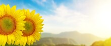 Beautiful Sunflower On A Sunny Day With A Beautiful Natural Background.