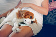 Cavalier King Charles Spaniel dog sleeps on the owner's lap on a smart phone. Tired dog like a man lying talking on the phone. Joke animals and gadgets
