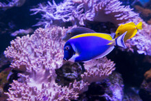 Aquarium Fish Powder Blue Surgeonfish.
 Most Of The Body Is Painted In A Bright Sky-blue Color. The Dorsal, Pectoral Fins, As Well As The Base Of The Tail And The Spike Are Yellow. The Anal And Pector