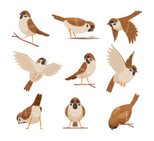 Cartoon Sparrows. Wild Funny Animals Flying Brown Birds Moving Chirp Characters Exact Vector Pictures Set Cute Birds