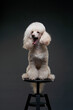 portrait of a white small poodle. dog yawns on black background. Beautiful pet