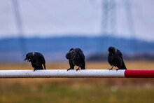 Image With Three Crows On A Metal Bar