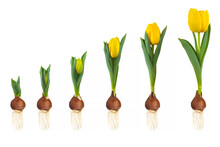 Growth Stages Of A Yellow Tulip From Flower Bulb To Blooming Flower Isolated On White