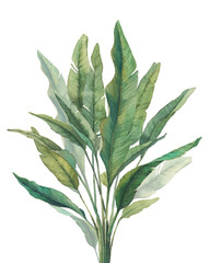 Watercolor banana palm tree. Hand painted exotic banana green branches isolated on white background. Botanical illustration. Printable poster