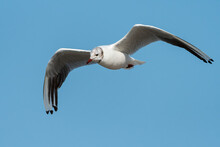 A Black-headed Gull Flying On Sunny Day In Summer