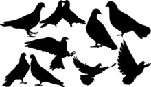 Dove Silhouettes Dove SVG EPS PNG