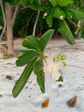 Day In The Maldives, A White Flower With Pink Stamens On A Branch With Green Leaves Over White Sand