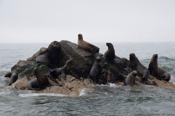 Canvas Print - Views of wildlife in the Ballestas Islands, near Paracas Peru